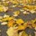 Sarı Yapraklar