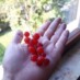 Frenk Üzümü (Johannisbeeren)