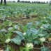Alabaş / Kohlrabi