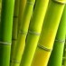 Bambu Ağacının Hikâyesi